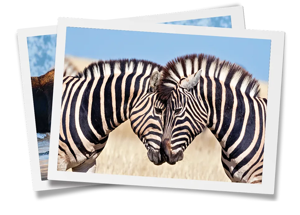 A photo of two zebras in a frame