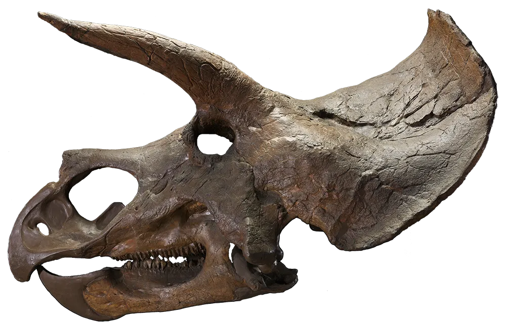 a triceratops skull