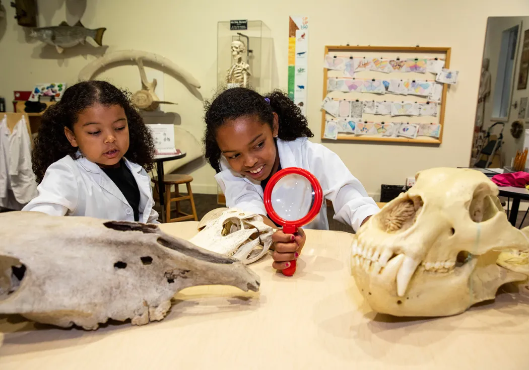 Two young girls in white lab coats use a hand lens to examine models of fossils at a table in Q?rius jr. – a discovery room.