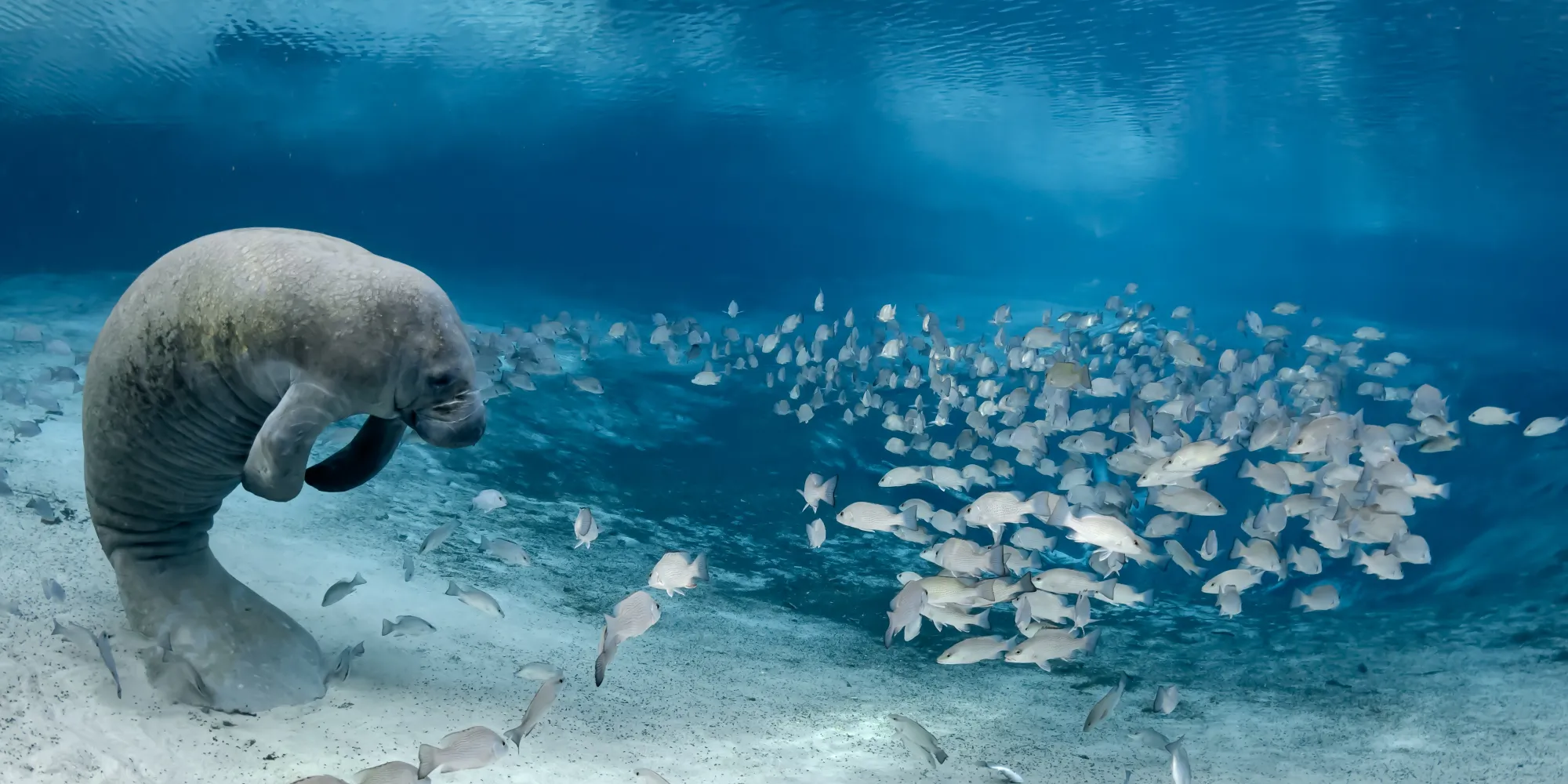 A manatee with fish