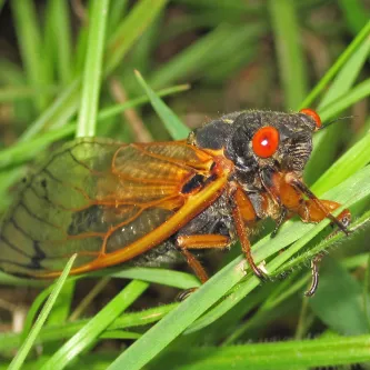 A cicada with orange wings, black body, and red eyes. It is sitting on a blade of grass.
